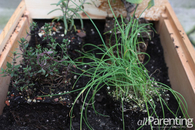 Herb garden in a box