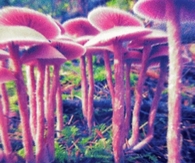Magic Mushrooms