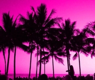 Miami Sunset