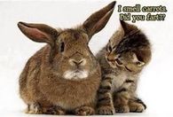 i smell carrots