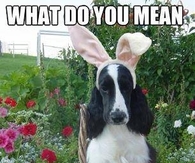 What do you mean Im not a bunny