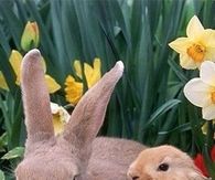 Cute Rabbits