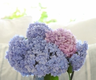 Pink & Lavender Hydrangeas