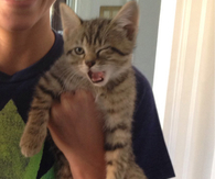 Kitten with Swag