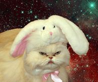 Angry Bunny Cat