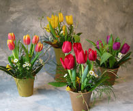 Mini Spring Flower Pots 