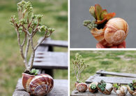 Mini Snail Shell Planters