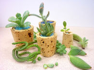 Cork Planters for Succulents