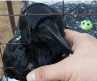 Salem the Raven