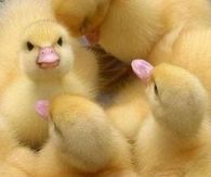 Chicks