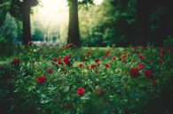 Rose garden