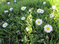 Daisies