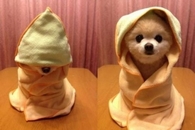 Bath Time for Pom Cutie