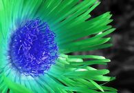 Trippy Colorful Flower