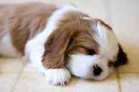 Cute little puppy