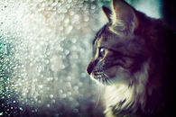 Beautiful Cat Shot