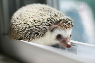 Cute Hedgehog