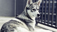 Husky