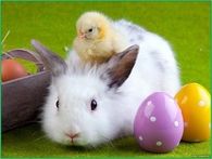 easter bunny chick and bunny