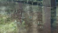 falling rain
