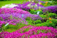 Garden of Flowers