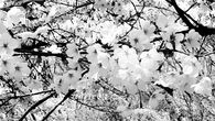 Blossoms in the Breeze
