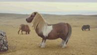 Moonwalking Pony