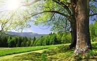 Spring Landscape