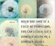 a field of dandelions