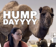 hump day camel