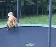 Jumping on a trampoline