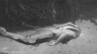 swimming mermaid