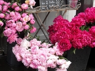 Pink Flowers