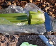 Planting A Celery Bottom Will Produce A New Stock Of Celery