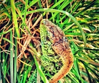 Lizard