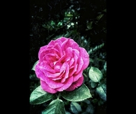 Beautiful pink rose