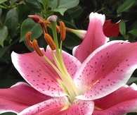 Lily
