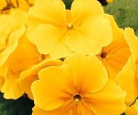 Yellow botanical flowers
