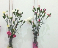 Baby carnations
