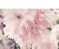 Cherry blossoms