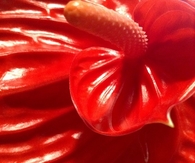 Anthurium
