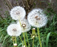 Dandelions
