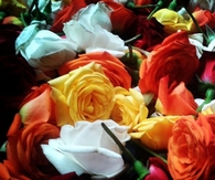 Colorful roses