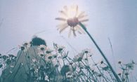 Playing in a flower field