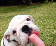 Puppys Popsicle