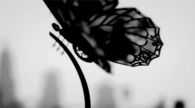Black Butterfly