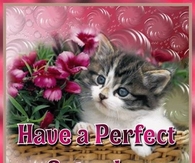 Have a perfect Saturday