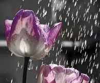 Flowers in the rain