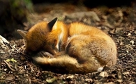 Sleeping Fox