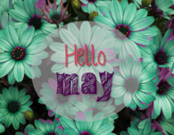 Hello May